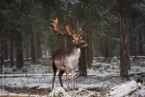 Obraz na płótnie Motionless Gorgeous Fallow Deer Buck In Winter Forest. Adult Deer With Huge Horns Looks To The Right. Winter Wildlife Landscape With Trophy Deer Stag ( Dama Dama, Daniel ). Wild Nature Of Belarus w salonie