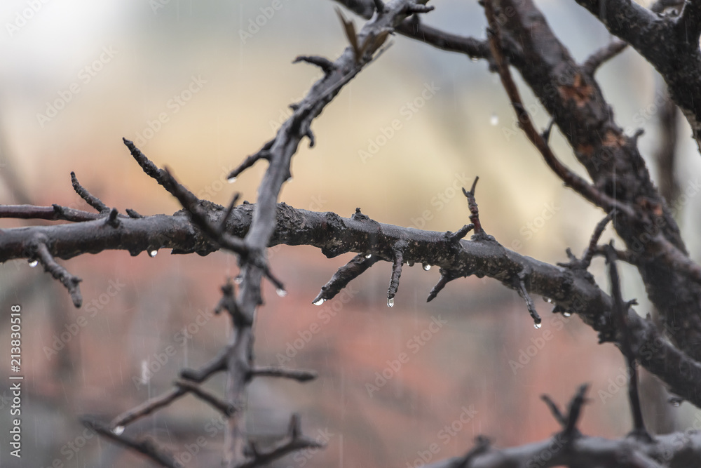 Rain trying to rejuvenate a dying Tyree... Rain trying to rejuvenate a dying Tyree...