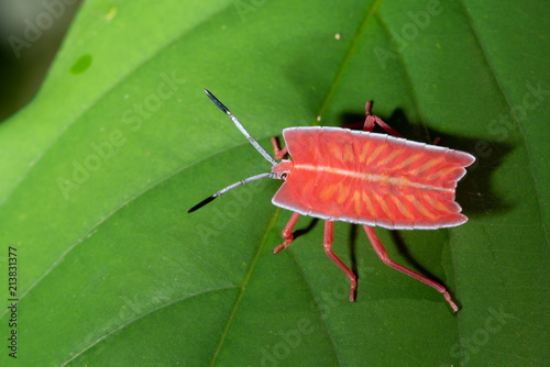 Tessaratoma papillosa Longan stink bug on green leaf photo