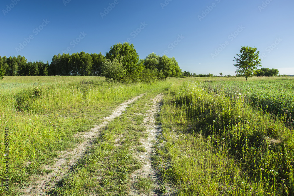 Country road through green fields, trees and blue sky