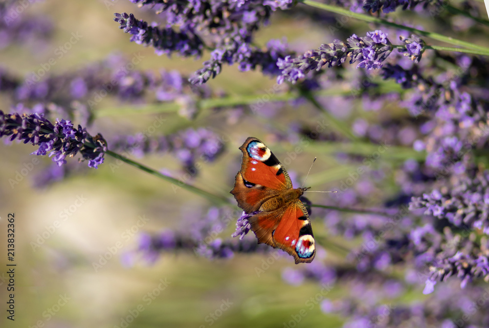 Peacock butterfly sitting on violet lavender with blurred background in the garden or field Peacock butterfly sitting on violet lavender with blurred background in the garden or field