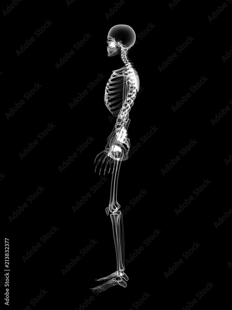 X RAY SKELETON 3D RENDER X RAY SKELETON 3D RENDER