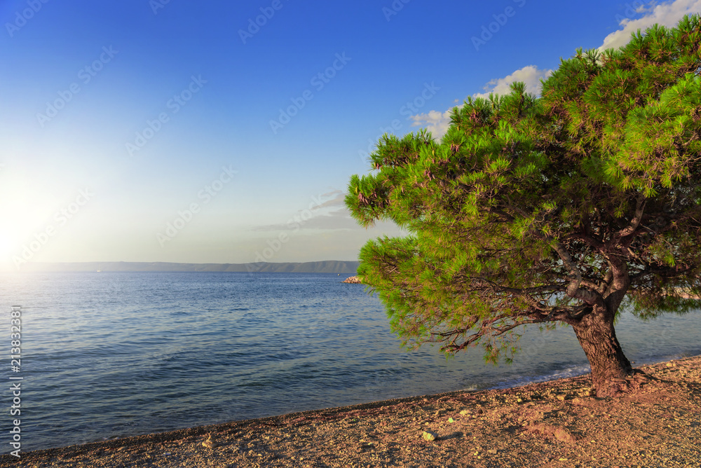 Pine on the shore of the blue sea. Croatia. Pine on the shore of the blue sea. Croatia.