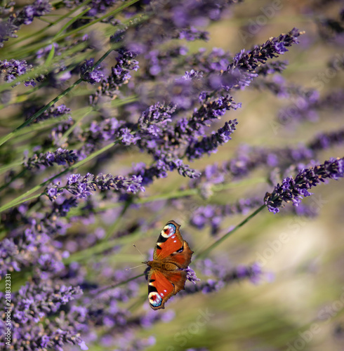 Fototapeta Naklejka Na Ścianę i Meble -  Peacock butterfly sitting on violet lavender with blurred background in the garden or field