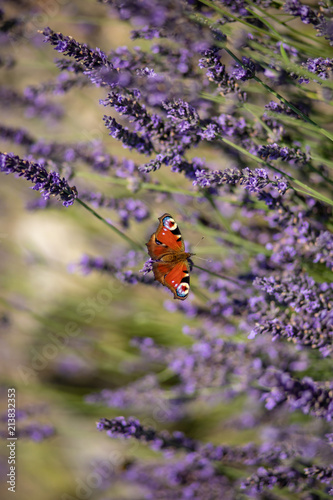 Fototapeta Naklejka Na Ścianę i Meble -  Peacock butterfly sitting on violet lavender with blurred background in the garden or field