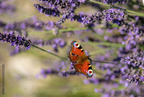 Peacock butterfly sitting on violet lavender with blurred background in the garden or field
