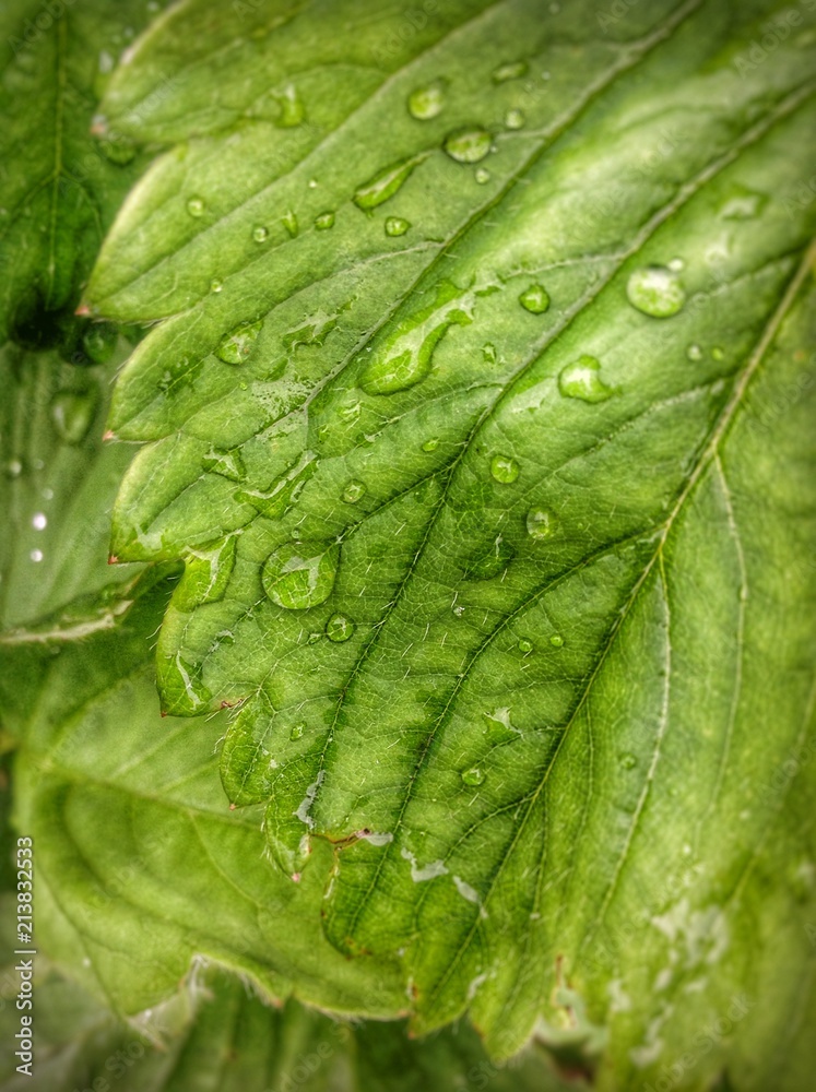 Fototapeta premium Green, plant, macro