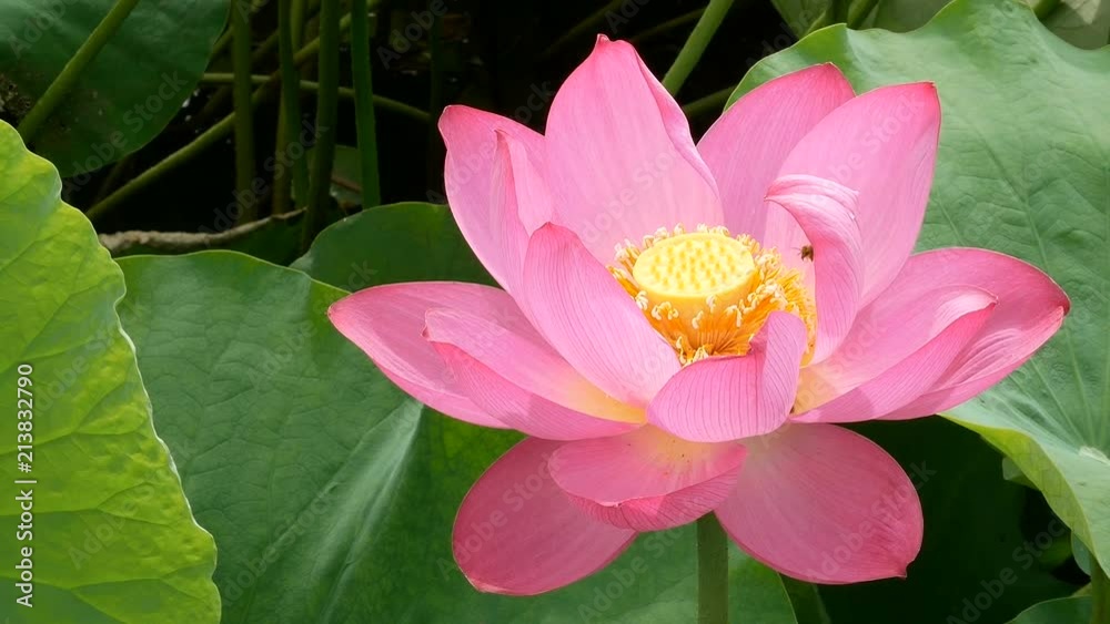 Lotus blooming in the marsh in morning Lotus blooming in the marsh in morning