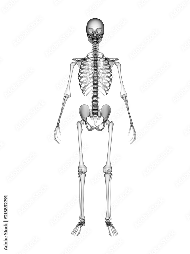 X RAY SKELETON 3D RENDER X RAY SKELETON 3D RENDER