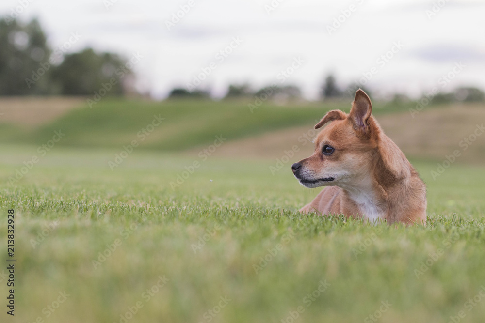 curious dog curious dog