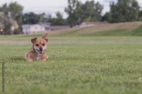 adorable pup