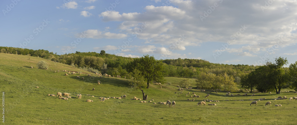 A herd of goats and sheep.  Animals graze in the meadow. Mountain pastures of Europe.