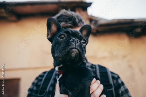 Loving couple with pet french bulldog © Victoriya Bulyha