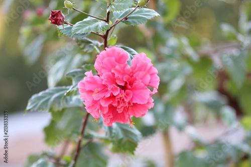 Fototapeta Flor Rosa