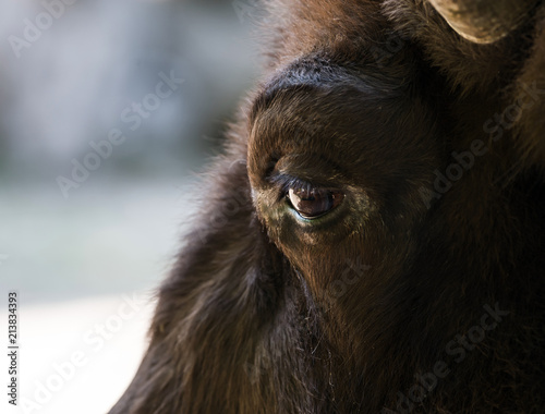 Eye of a bison close-up. The largest terrestrial animal in North America and Europe.