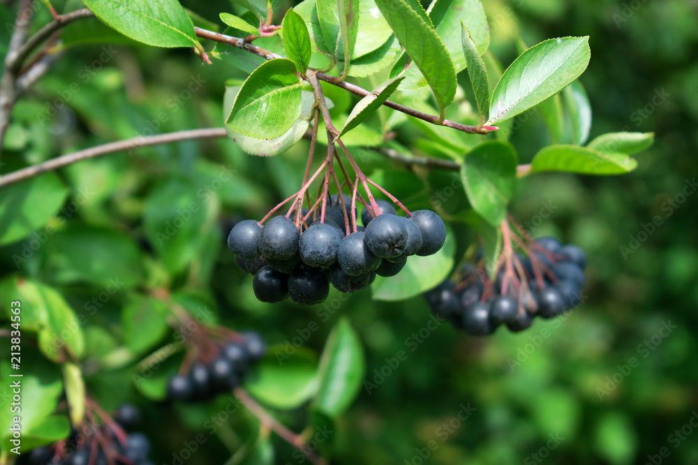Branch filled with aronia berries. Branch filled with aronia berries.