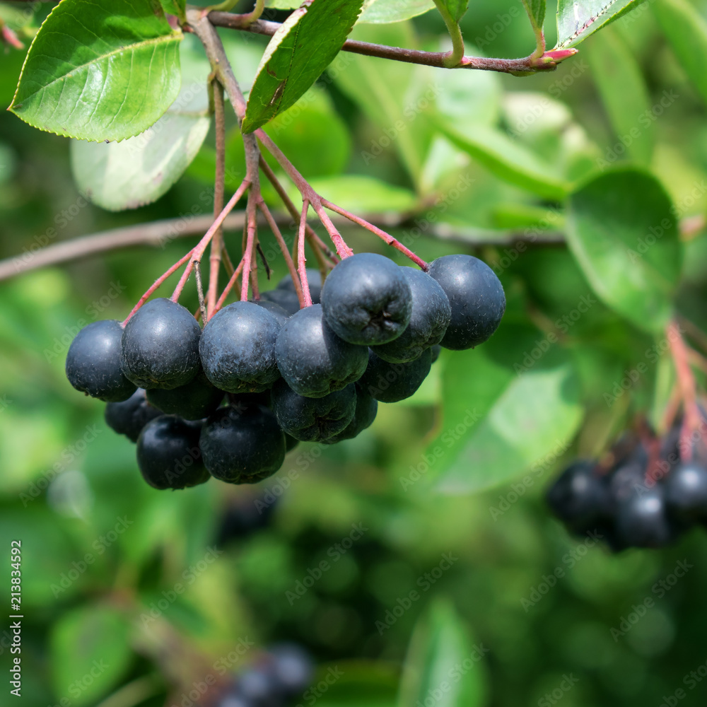 Branch filled with aronia berries. Branch filled with aronia berries.