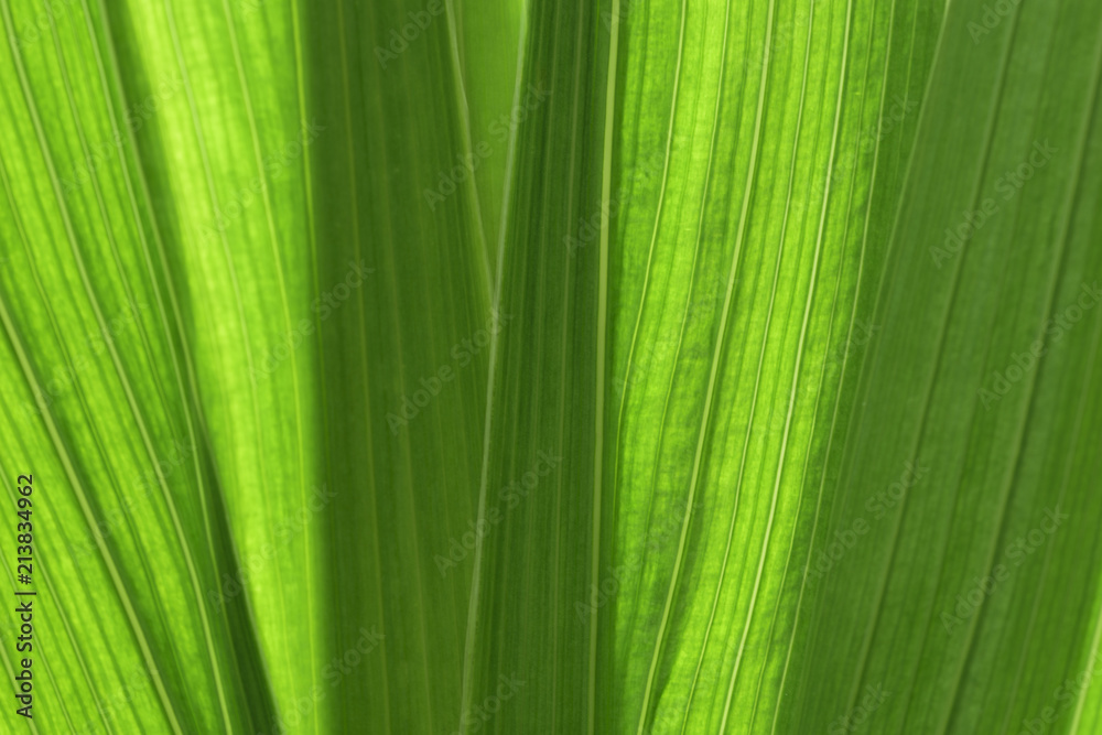 Natural green background. Close-up of the stems of gladiolus divergent fan. Natural green background. Close-up of the stems of gladiolus divergent fan.
