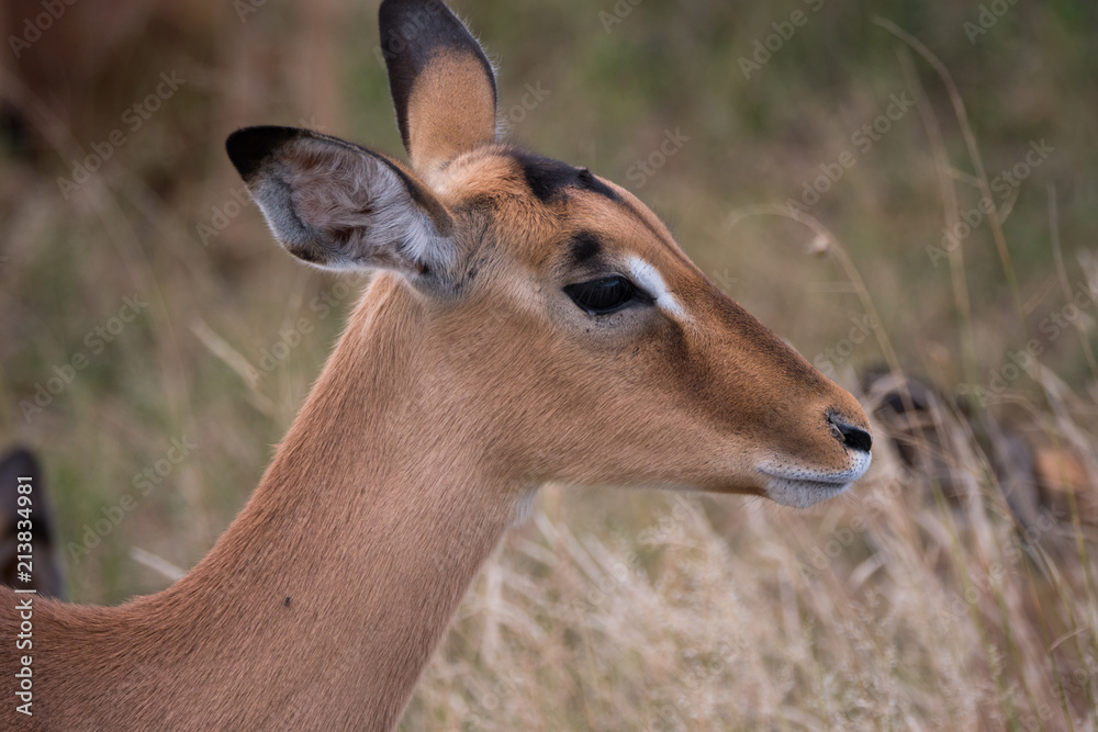 Female Impala Antelope in Kruger National Park, South Africa Female Impala Antelope in Kruger National Park, South Africa