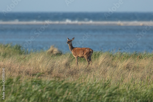 hirsch am meer