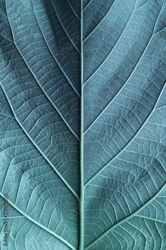 Macro image of blue leaves, natural background © Allusioni