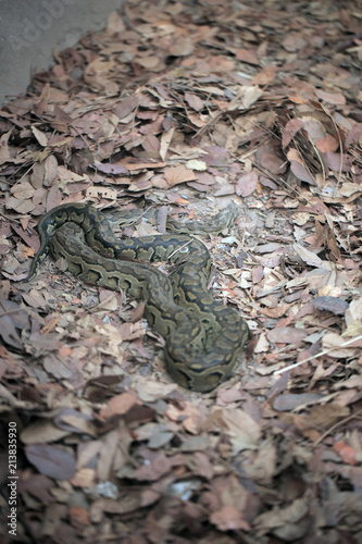  python outdoors on dried leaves on a sunny day in the gambia