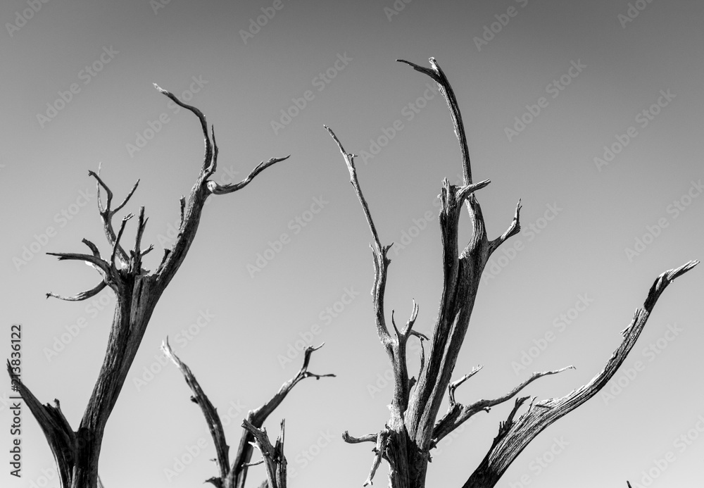 Bone Dry