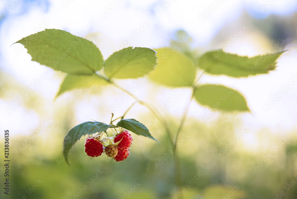 Ripe raspberries on raspberry bushes in nature Ripe raspberries on raspberry bushes in nature