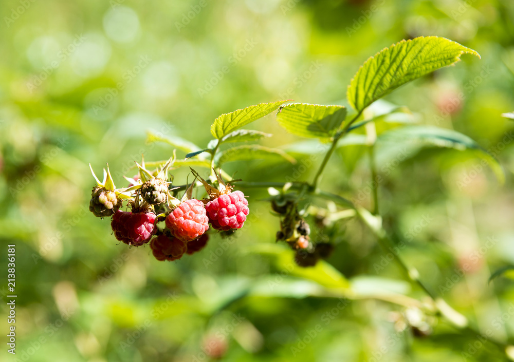 Ripe raspberries on raspberry bushes in nature Ripe raspberries on raspberry bushes in nature