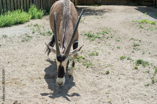 Antelope, ox, oryx - a beautiful ungulate animal on the brink of extinction. Orix living in the zoo. photo