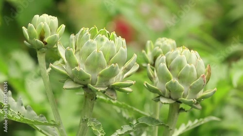 Artichoke with purplish flower growing in the field in Ukraine. Natural agriculture image with water drops in the garden. Plant in the rain, close up, dynamic scene, toned video. photo