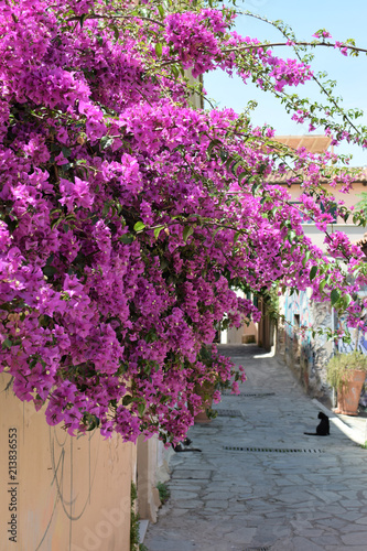 alley bougainvillea flowers