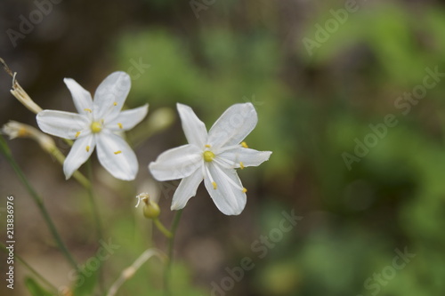 White wildflower - flowers growing in the forest