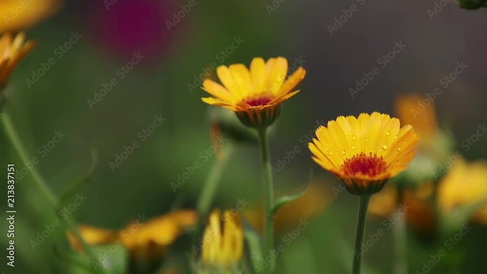 Beautiful yellow orange flowers with water drops in the garden. Marigold in the rain, light breeze close up, dynamic scene, toned video. Beautiful yellow orange flowers with water drops in the garden. Marigold in the rain, light breeze close up, dynamic scene, toned video.