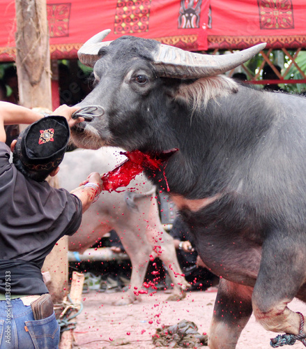 Religious slaughter with Water Buffalo photo