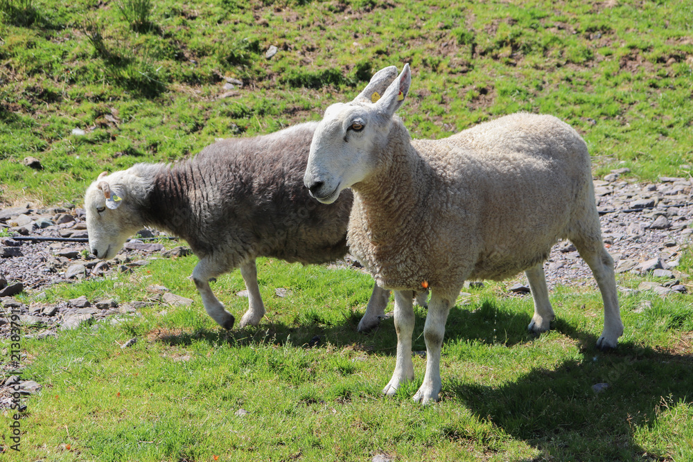 Fototapeta premium Irlande - Kerry - Moutons