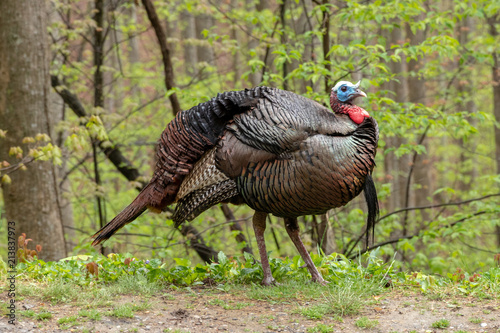 Wild turkey in Great Smokey Moauntains NP