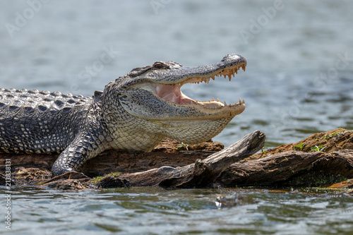 Alligator in Lake Martin