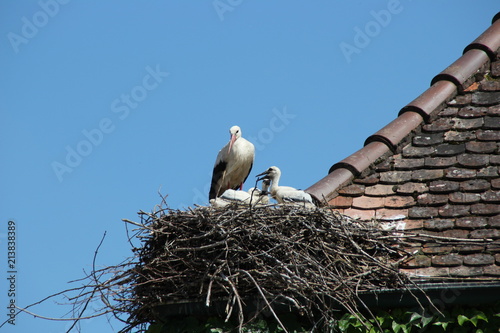 Ein Storchennest