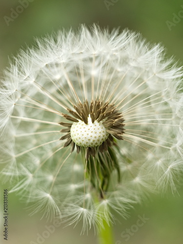 Dandelion. Fluffy white flower.