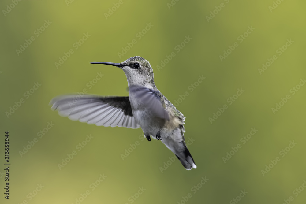 Fototapeta premium Fresh Face