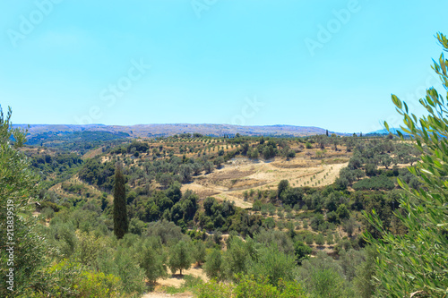 Olive plantation in Crete, the island of olive trees, as far as your eye can see there are only olive trees