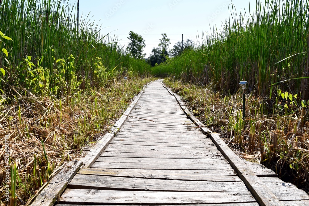 Fototapeta premium planked boardwalk with tall grass from boat dock to shore