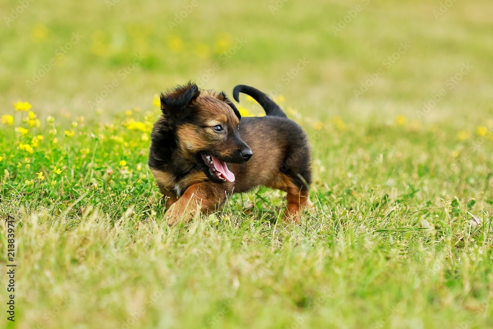 English Shepherd small puppy, black dog, cute animals, green grass, HD  wallpaper