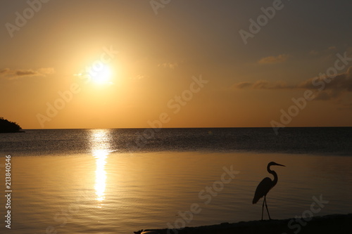 water bird at sunset