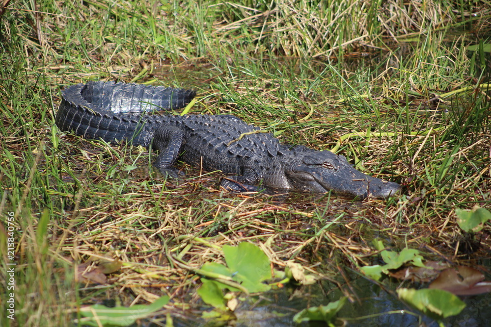 everglades, alligator ,Florida, reptile, nature everglades, alligator ,Florida, reptile, nature