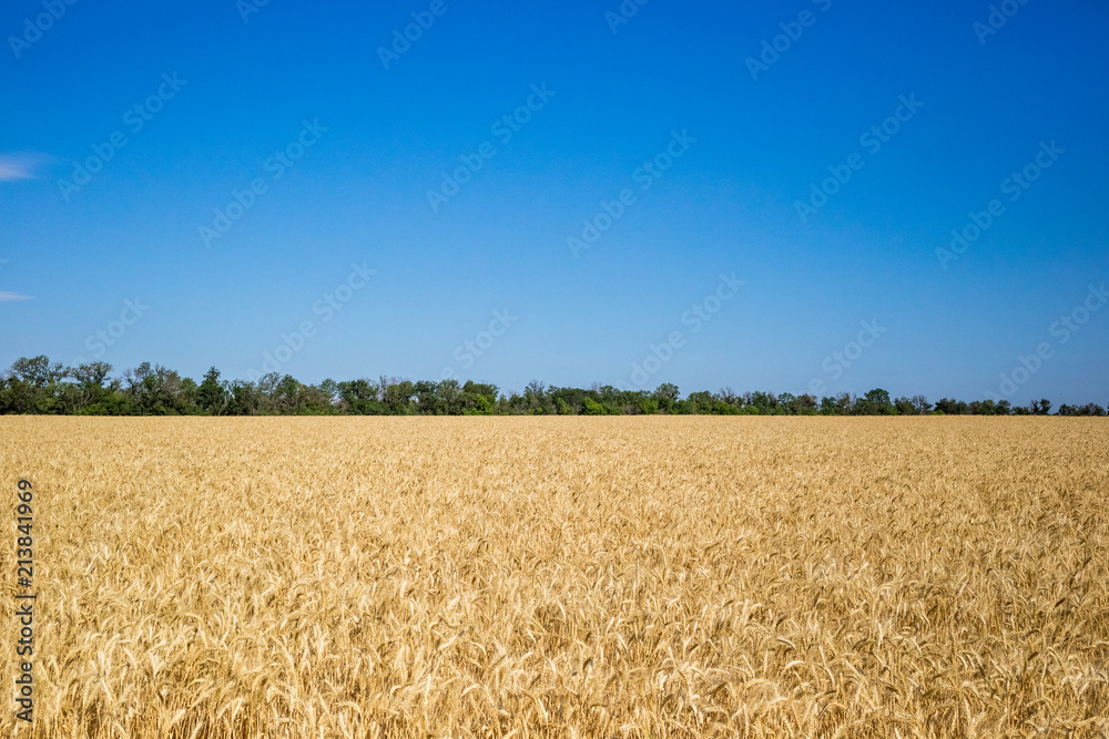 Wheat on the field. Plant, nature, rye.