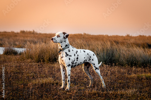 Dalmatian (saltmarsh at sunset)