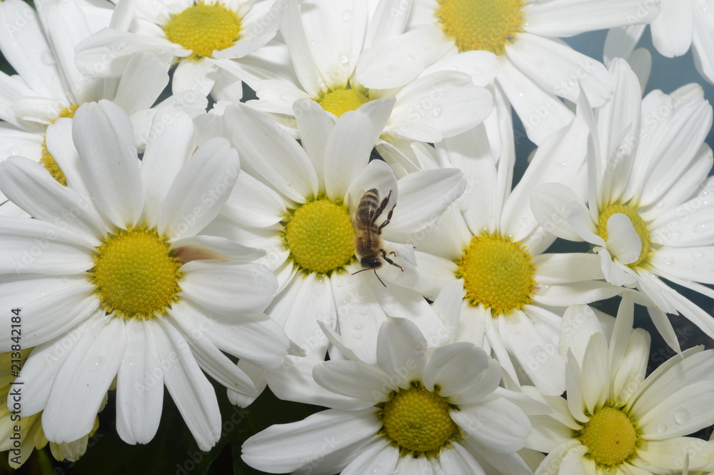 Fototapeta premium Camomile