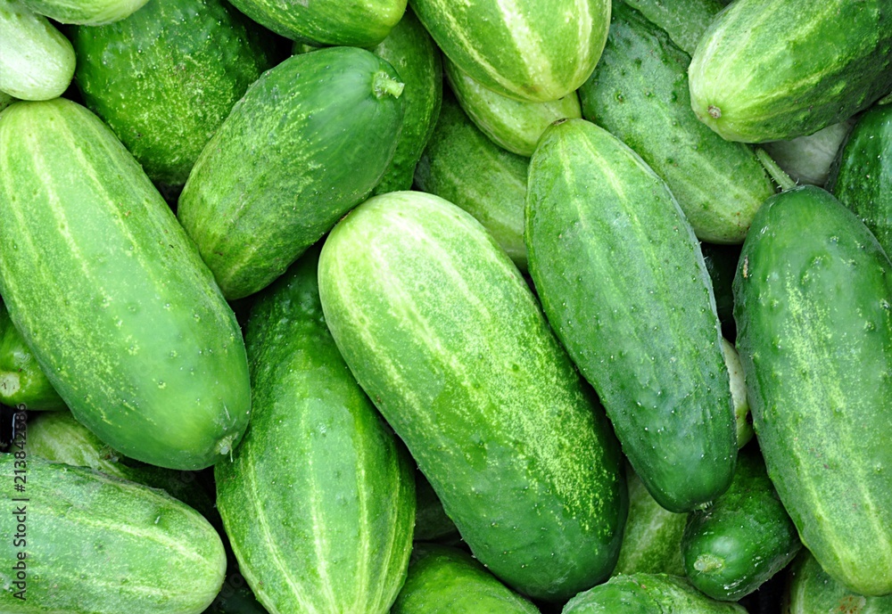 fresh vegetables cucumber fresh vegetables cucumber